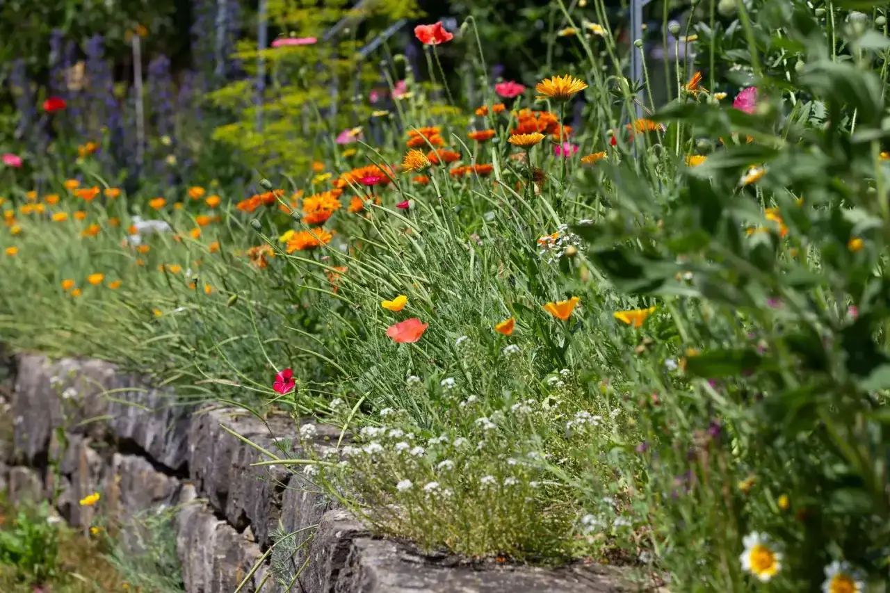 Ein &uuml;ppiges Staudenbeet anlegen: bunte Mohnblumen, gelbe Margeriten und zarte wei&szlig;e Bl&uuml;ten wachsen wild auf einem Steindamm.