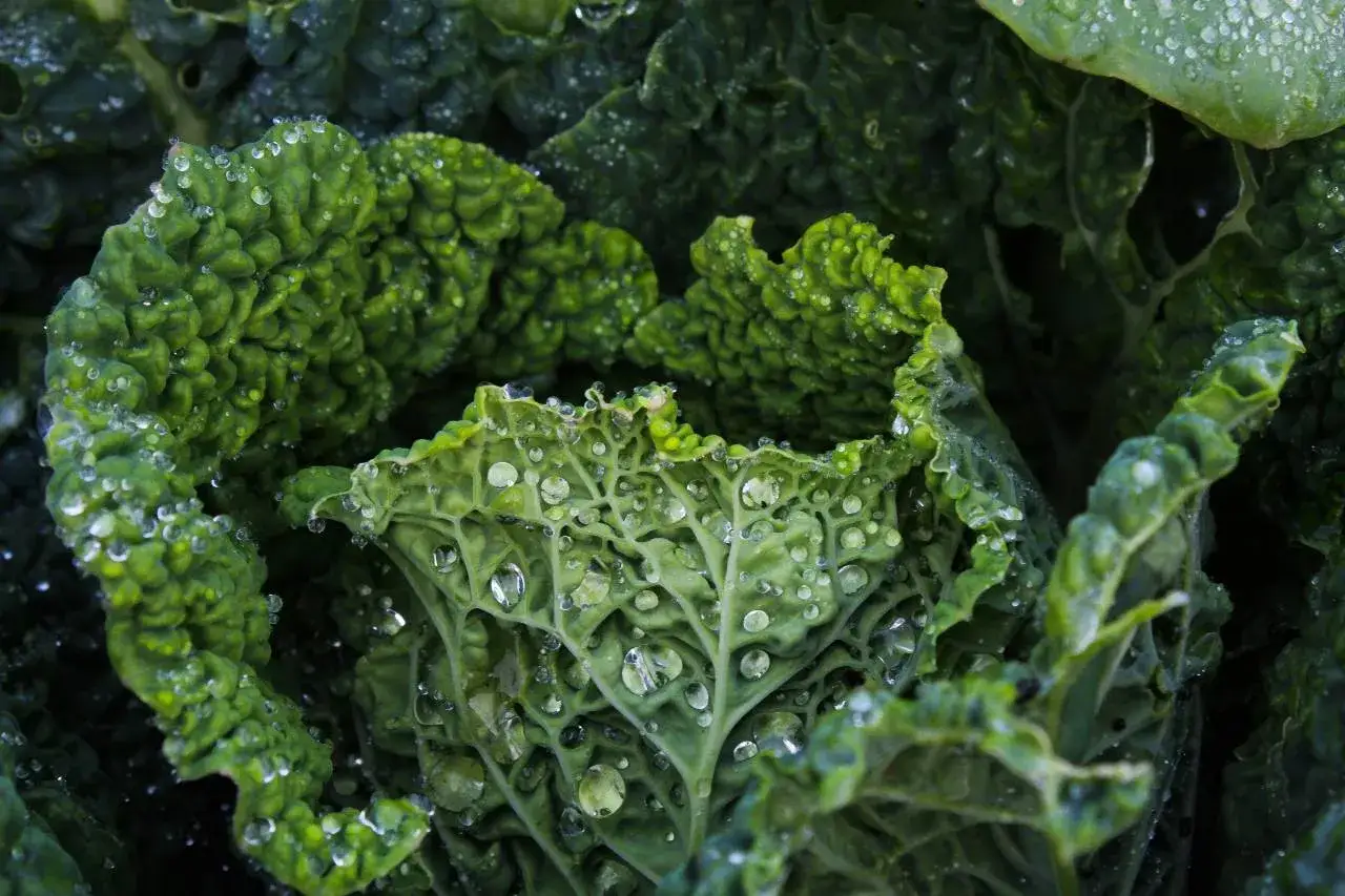 Foglie di cavolo nero con gocce di rugiada, un'immagine che evoca la freschezza dell'orto invernale.