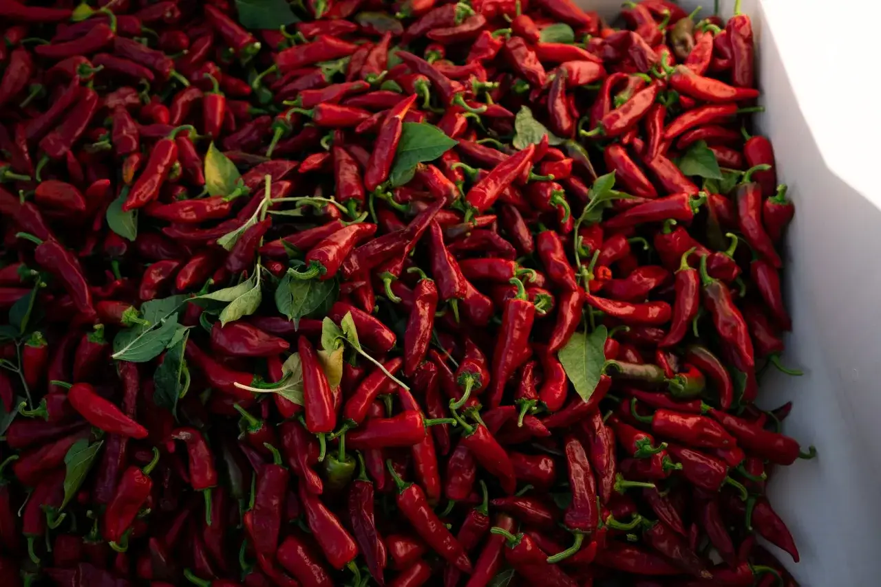 En stor hög med röda chilipeppar, som chili espelette, med gröna blad.