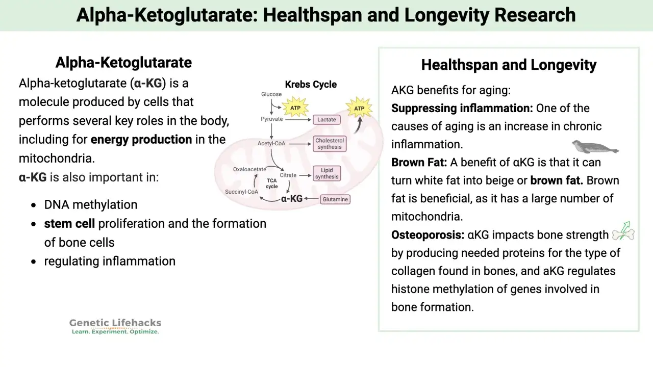 Alfa ketoglutarat (aKG) är en molekyl som produceras av celler och är viktig för energiproduktion, DNA-metylering och stamcells proliferation. Den kan även omvandla vitt fett till brunt fett.