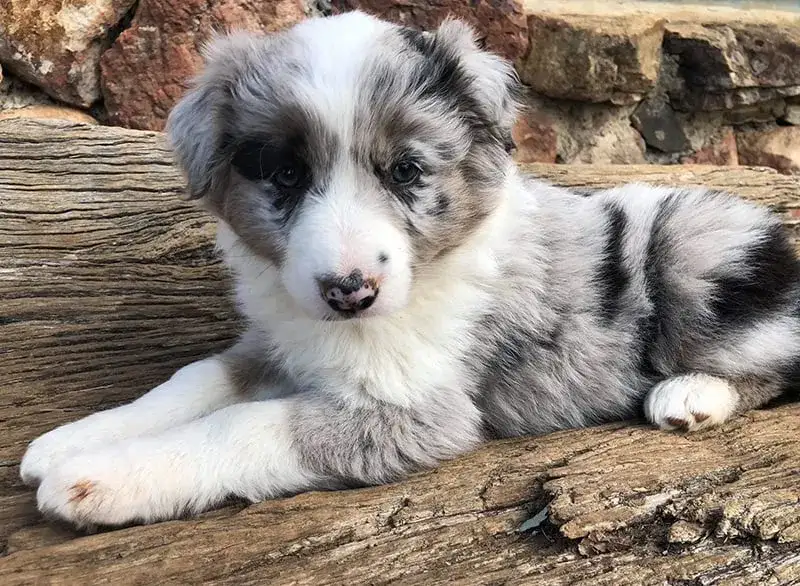 wyprawka dla szczeniaka border collie