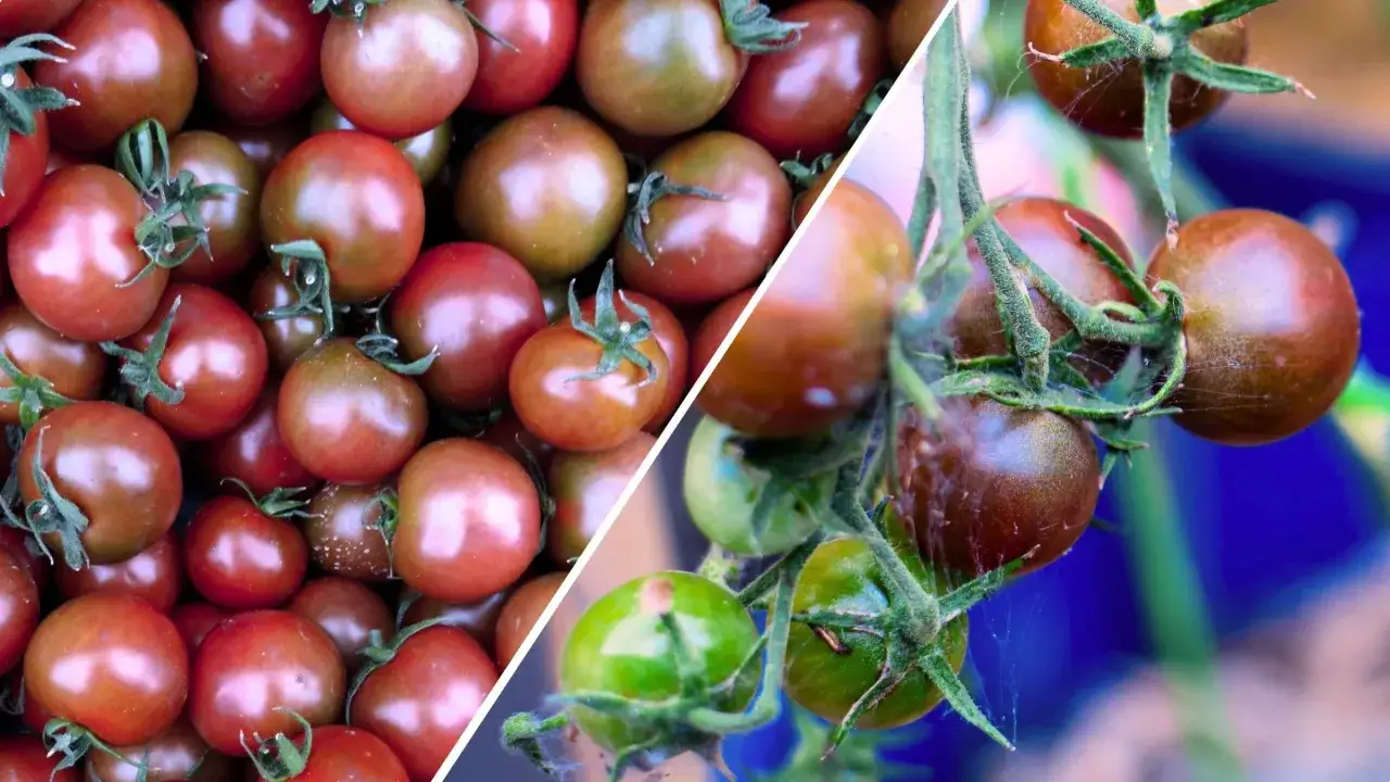 Krzewy z dojrzałymi i zielonymi pomidorami black cherry. Ciemne, błyszczące owoce na gałązkach, niektóre z pajęczyną.