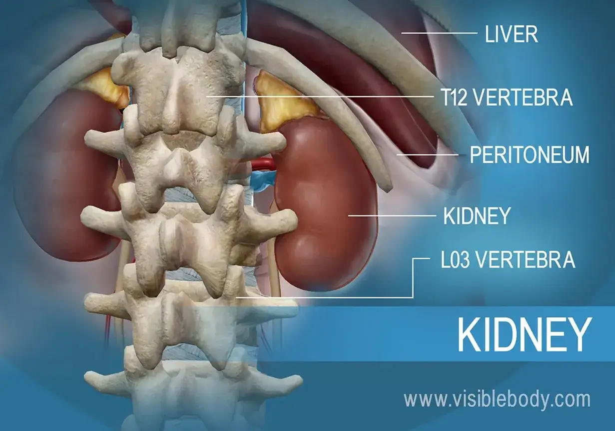 Anatomia nerki i kręgosłupa. Ból nerki przy oddychaniu może być związany z jej położeniem.