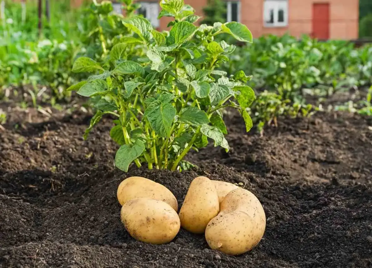 Quelques pommes de terre fraîchement récoltées près d'un plant de pomme de terre. La question de la récolte pomme de terre combien de temps après floraison est une étape clé pour les jardiniers.
