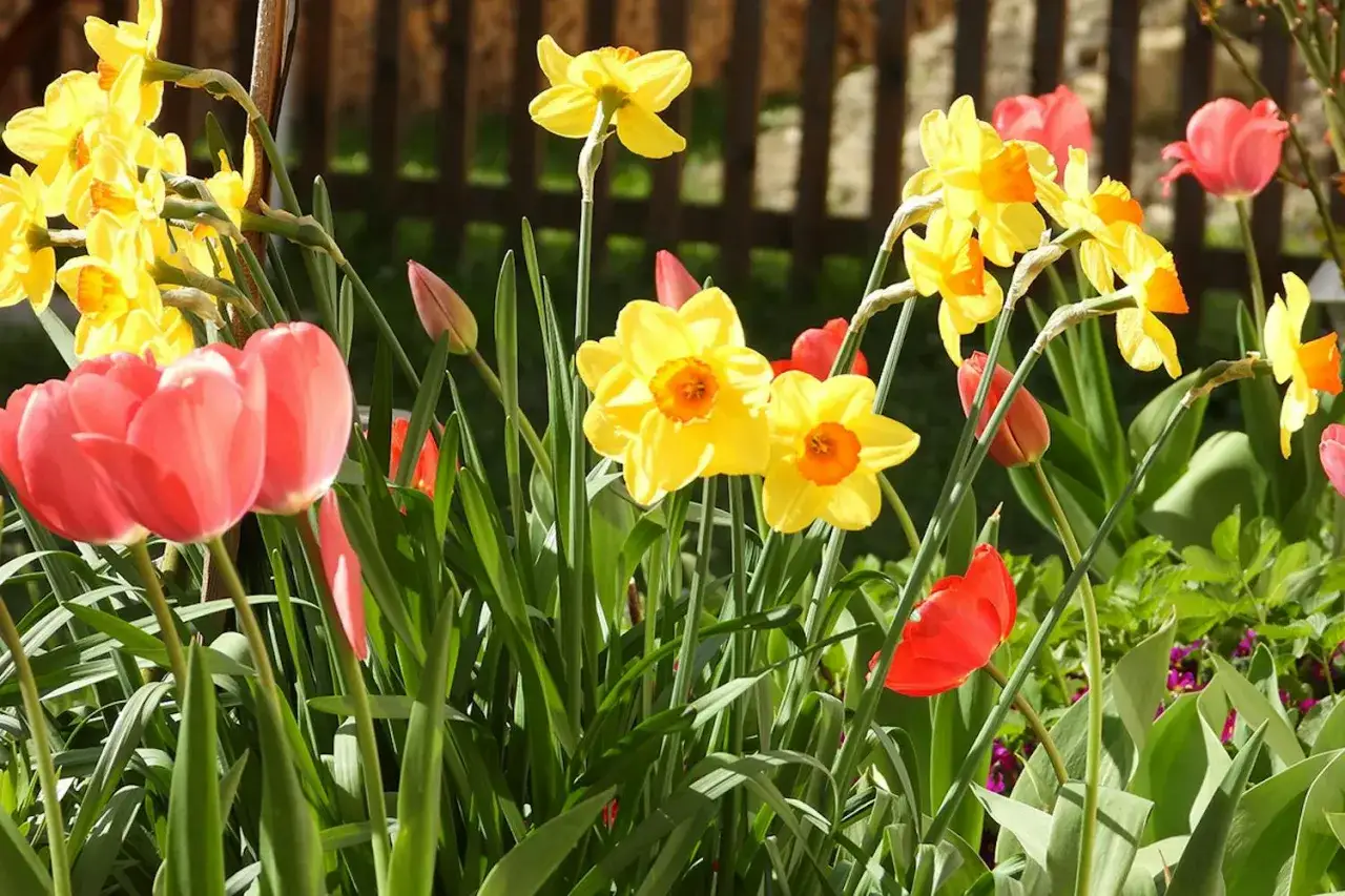 En vacker vårblommor lista med gula påskliljor och röda tulpaner som blommar i solen.