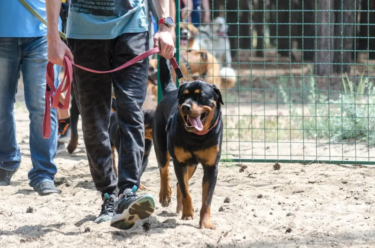 Ein Rottweiler mit fr&ouml;hlichem Ausdruck und rotem Halsband, gef&uuml;hrt an einer Leine. Sein Charakter zeigt sich in seiner aufmerksamen Haltung.