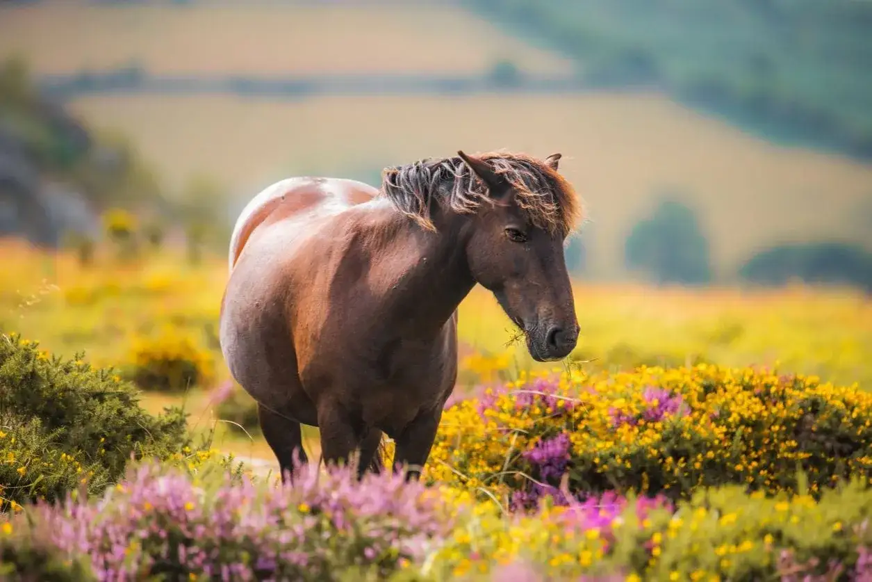 Ein braunes Dartmoor Pony frisst im Heidekraut.