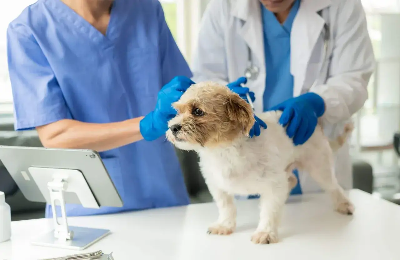 Veterinarios examinan a un perro constipado. Uno revisa su cabeza mientras el otro le administra una inyecci&oacute;n.