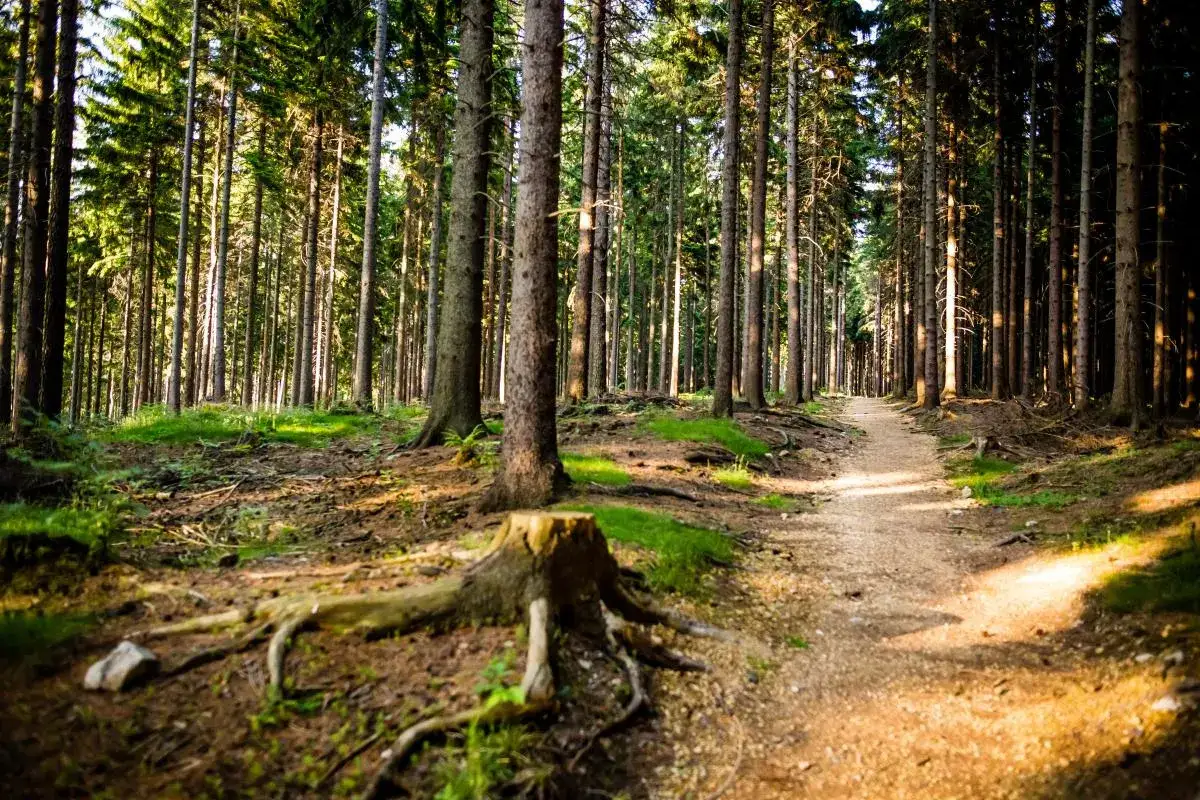 Runtrack Świeradów-Zdrój widoki