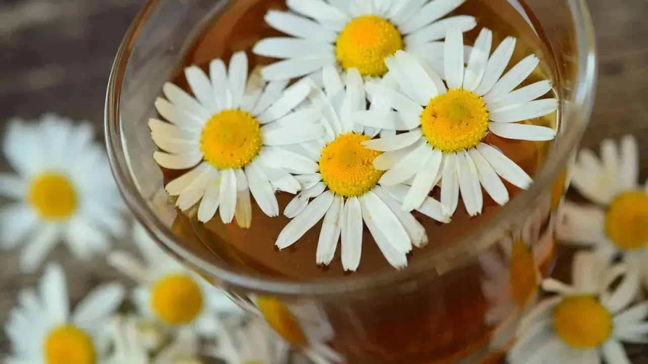 Ein Glas mit kamillentee stillzeit, darin schwimmen frische G&auml;nsebl&uuml;mchen.