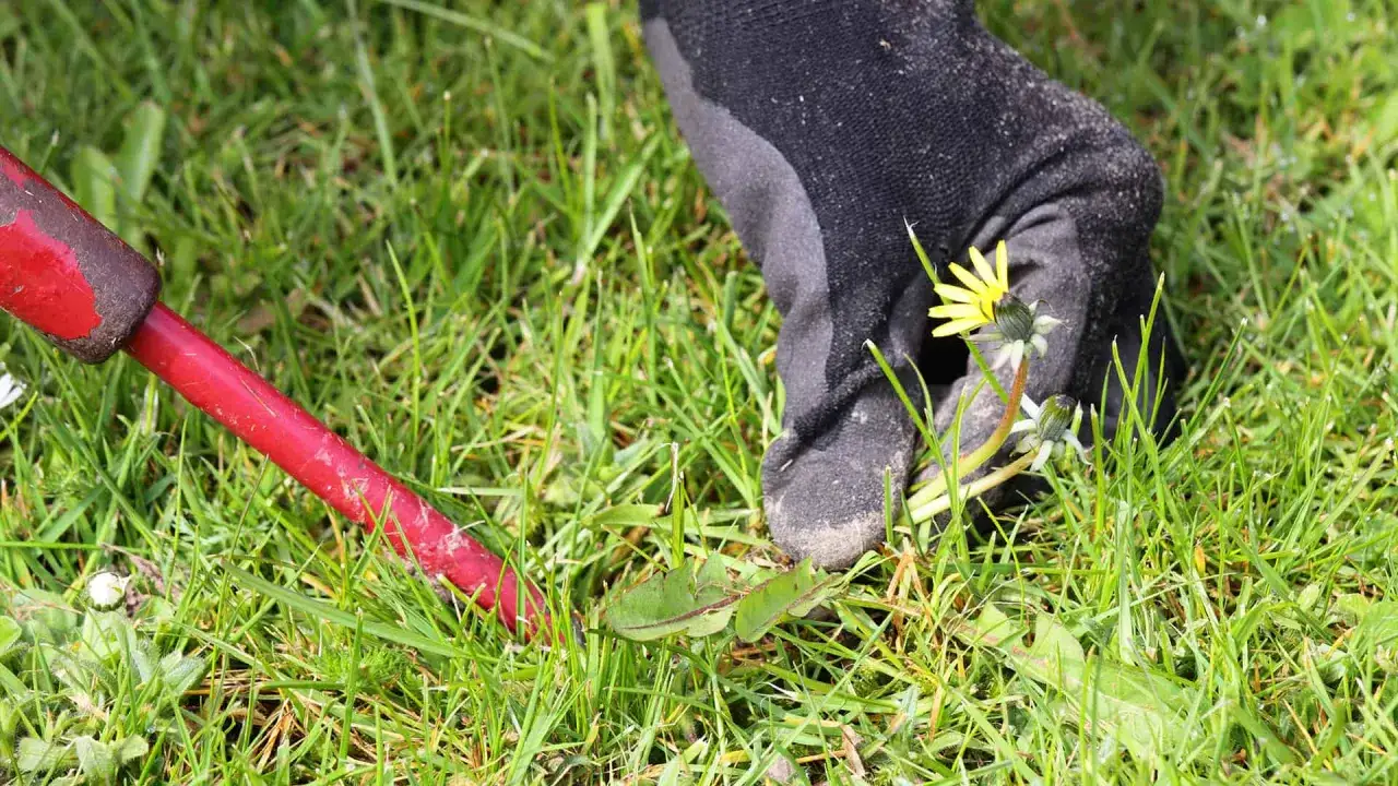 Mit einer roten **Winde** wird **Unkraut** im Rasen entfernt. Eine Hand in schwarzem Handschuh hält eine Löwenzahnblüte.