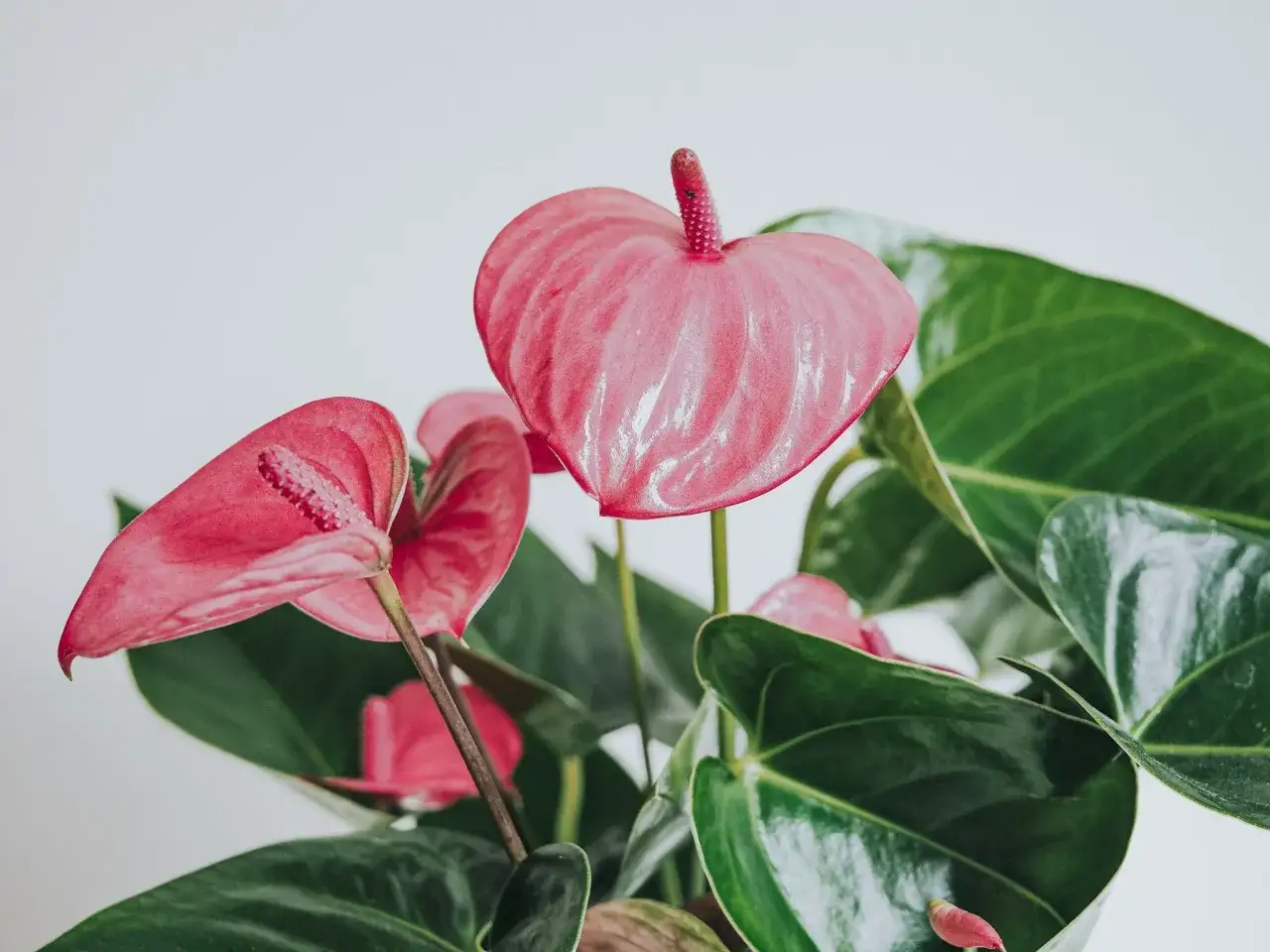En n&auml;rbild av en rosa rosenkalla med blanka gr&ouml;na blad. Vacker men rosenkalla giftig, s&aring; h&aring;ll den borta fr&aring;n husdjur och barn.