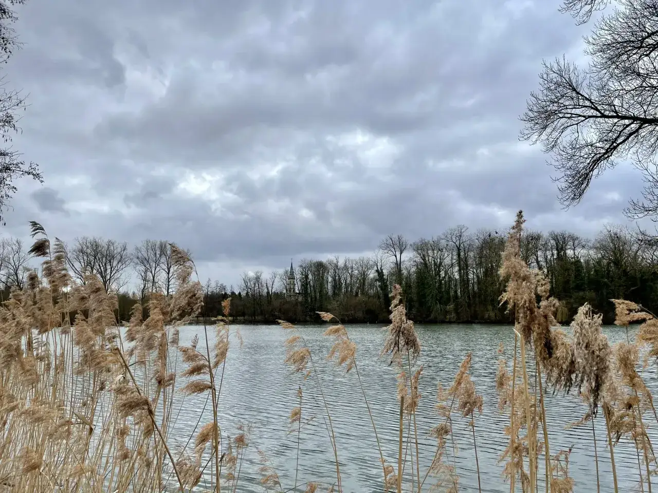 Schilf am Ufer des Monrepos-See, mit Bäumen und einem Kirchturm im Hintergrund. Ein ruhiger Ort für einen Spaziergang auf dem Monrepos-See Rundweg.
