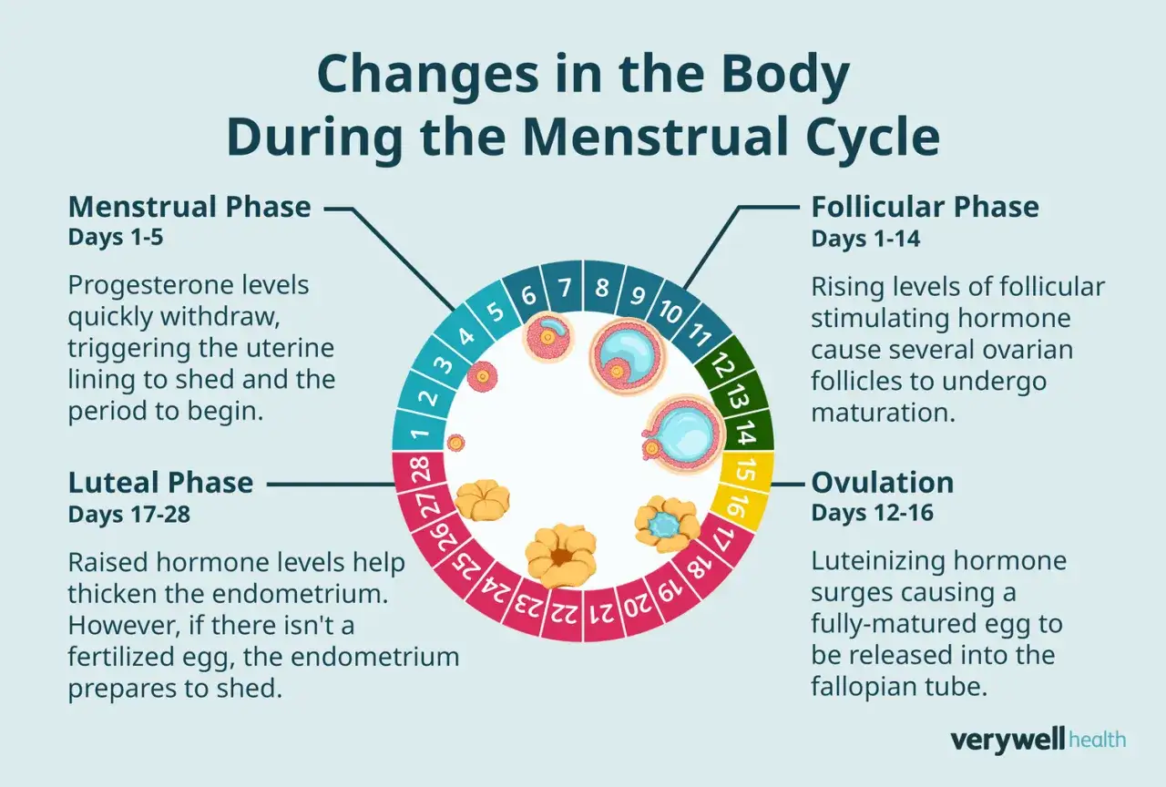 Diagram van de cyclus vrouw stemming: menstruatie, follikelrijping, ovulatie en luteale fase met hormonale veranderingen.