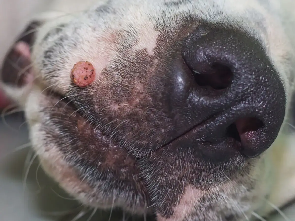Primer plano del hocico de un perro, mostrando una verruga en su cara.