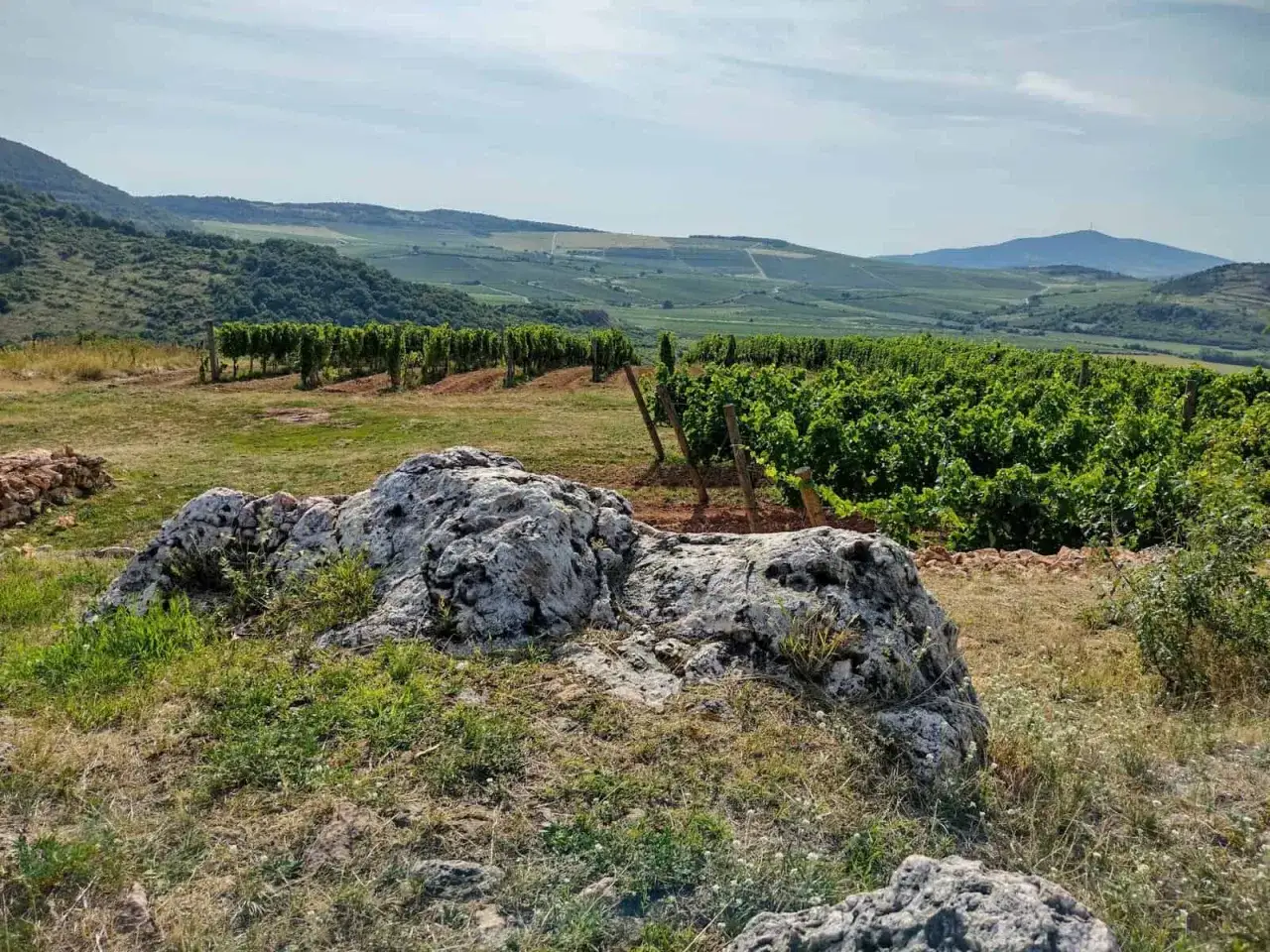 Sonnenbeschienene Weinberge mit Furmint-Reben, Felsen im Vordergrund, sanfte H&uuml;gel und ein blauer Himmel.