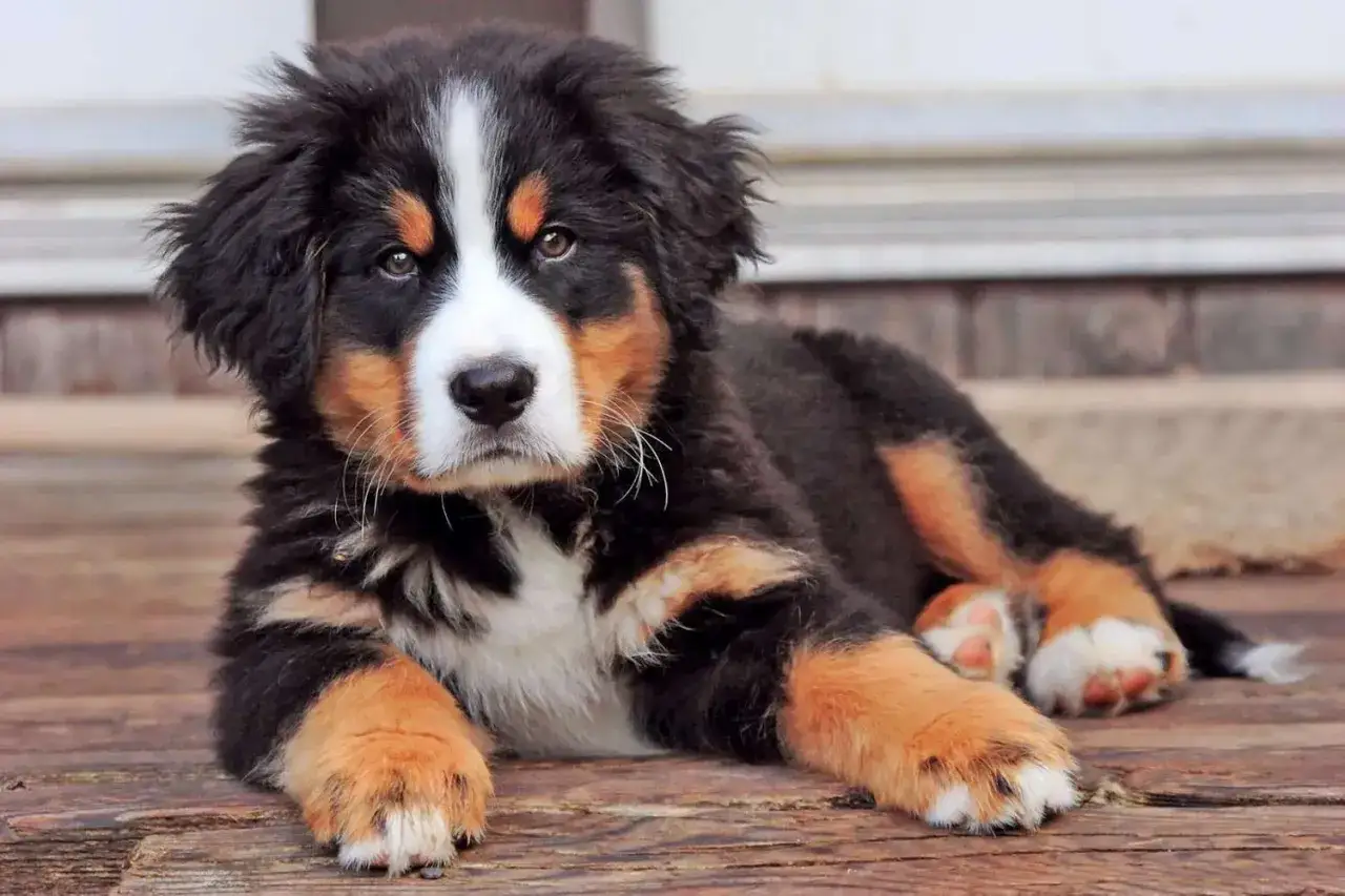 A fluffy Bernese Mountain Dog puppy with a white blaze on its nose lies on a wooden deck, looking like it just finished a good meal and is about to get some dog hiccups.