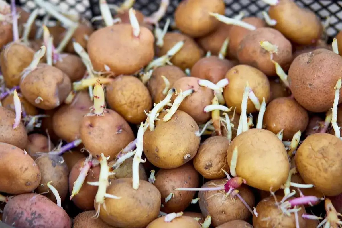 Gros plan sur des pommes de terre germ&eacute;es, pr&ecirc;tes &agrave; &ecirc;tre plant&eacute;es pour une nouvelle r&eacute;colte. Les germes blancs et violets promettent de futurs plants vigoureux.