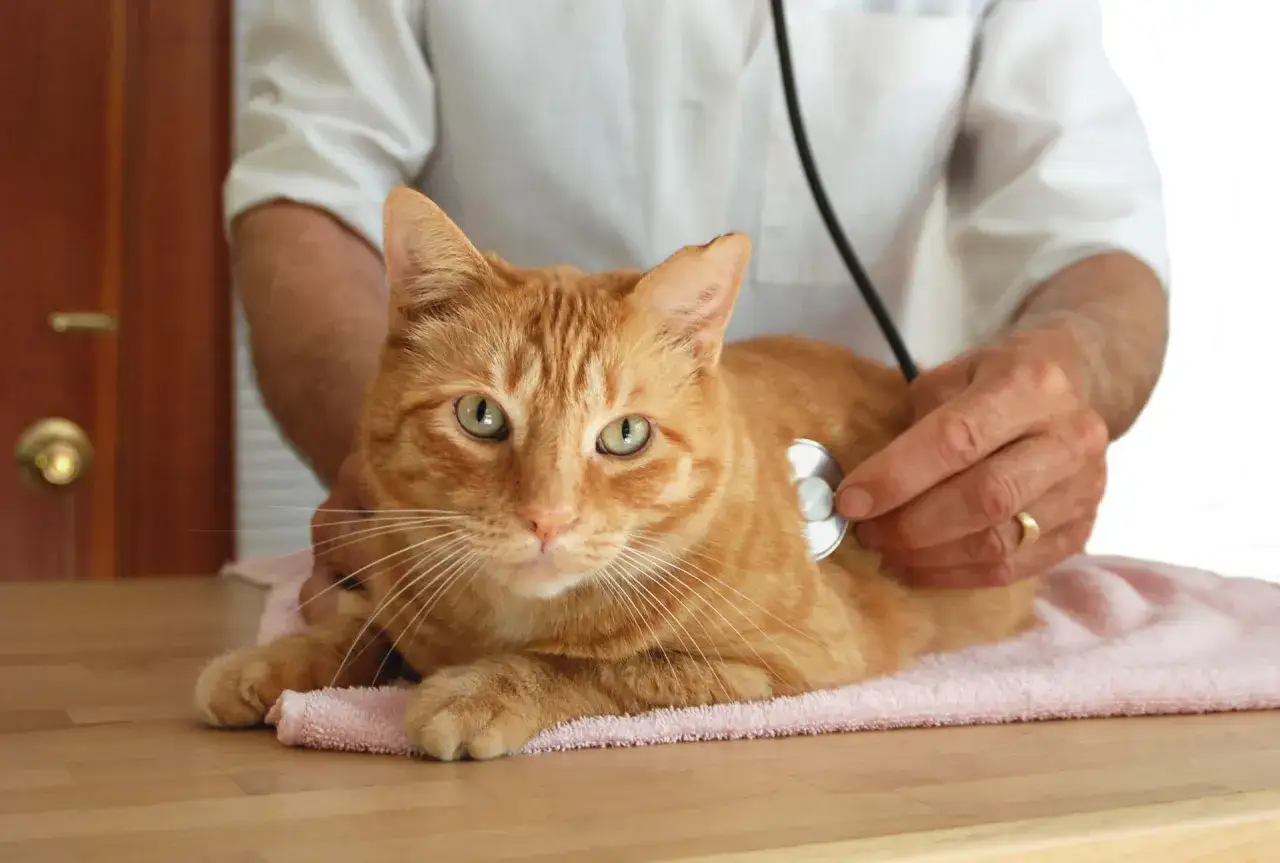 Veterinarian checks an orange cat for a heart murmur. The cat lies calmly on a pink towel as the doctor listens with a stethoscope.