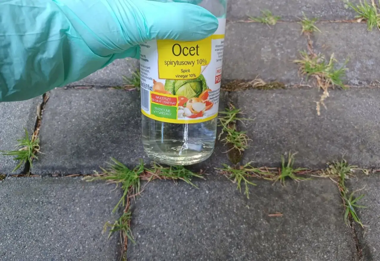 Rękawiczka w zielonej rękawicy trzyma butelkę octu spirytusowego 10%, gotowa do użycia jako domowy oprysk na chwasty między płytami chodnikowymi.