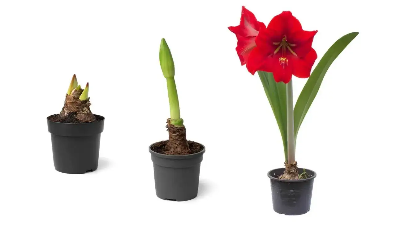 Amaryllis Pflege: drei Stadien einer roten Amaryllis-Bl&uuml;te in T&ouml;pfen, von der Knospe bis zur vollen Bl&uuml;te.