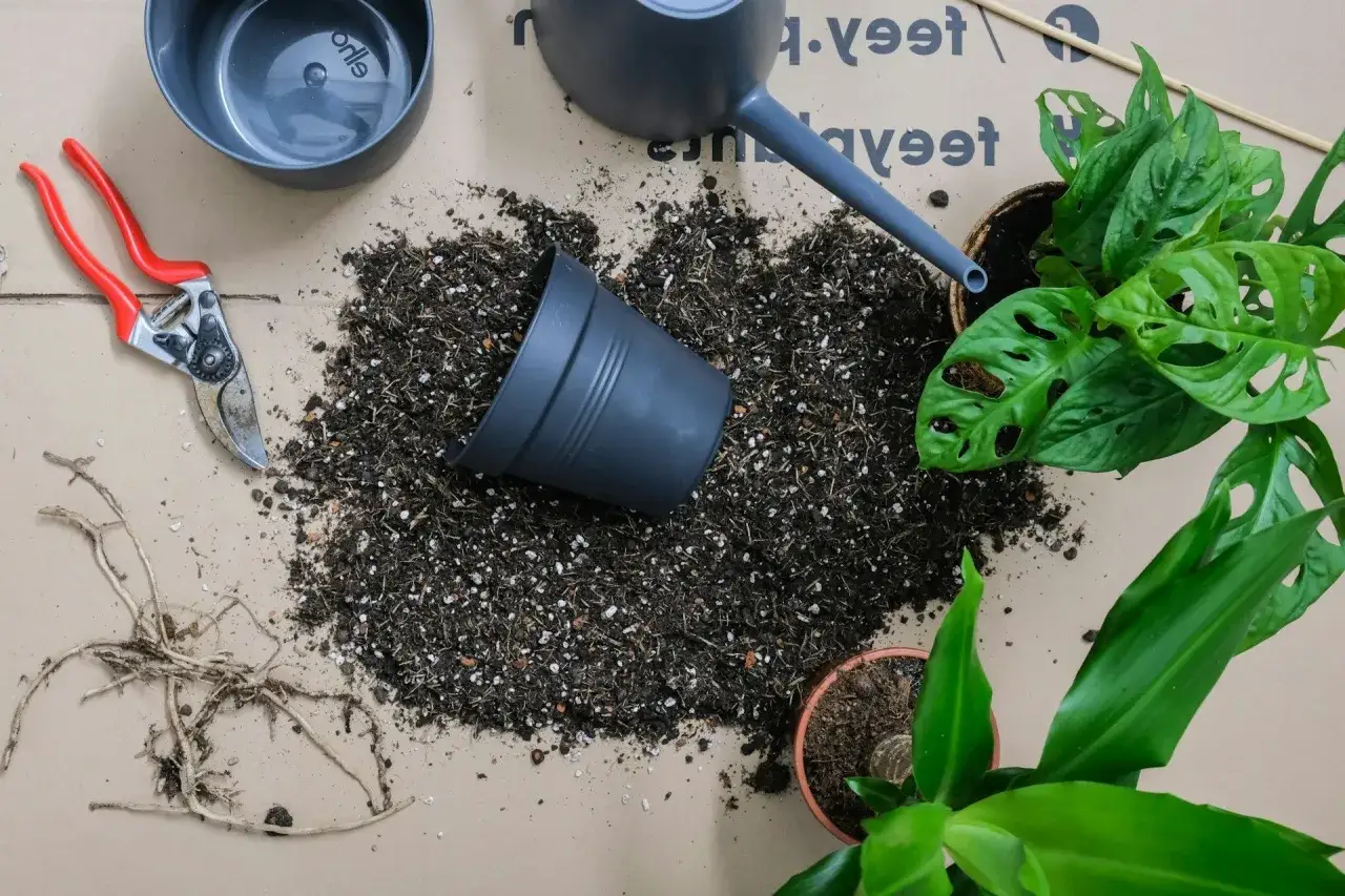 Red secateurs, soil, and plants ready to **plantera om blommor**. En vattenkanna och krukor ligger utspridda.