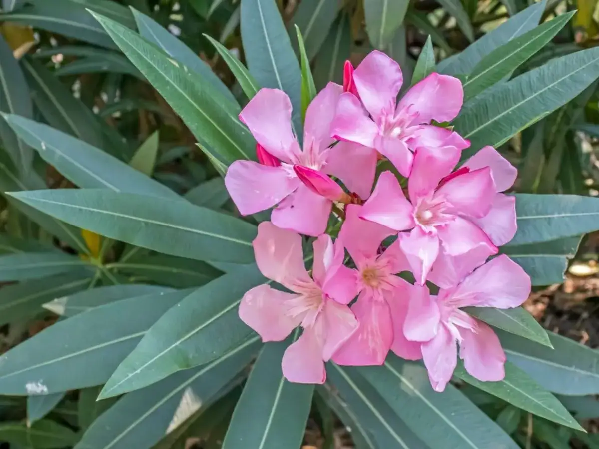 Piękny oleander w donicy, z bujnymi, zielonymi liśćmi i kaskadą delikatnych, różowych kwiatów.