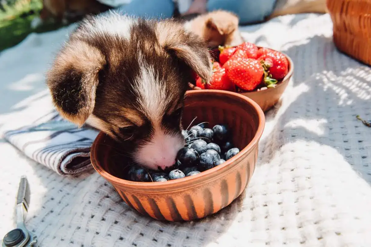 Un cachorro adorable prueba arándanos de un cuenco, demostrando que los perros pueden comer arándanos. Hay fresas en otro cuenco.