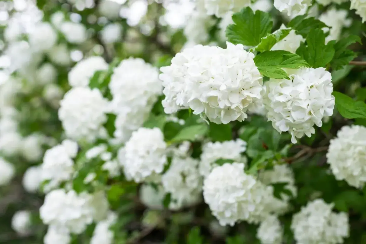 En buske med vita blommor, som snöbollar, blommar i det gröna.