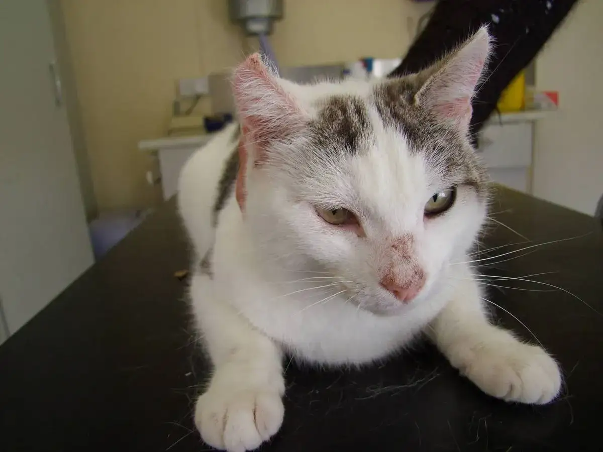 Chat blanc et gris, le nez rougi, peut-être une teigne au menton. Il est allongé sur une surface sombre couverte de poils.