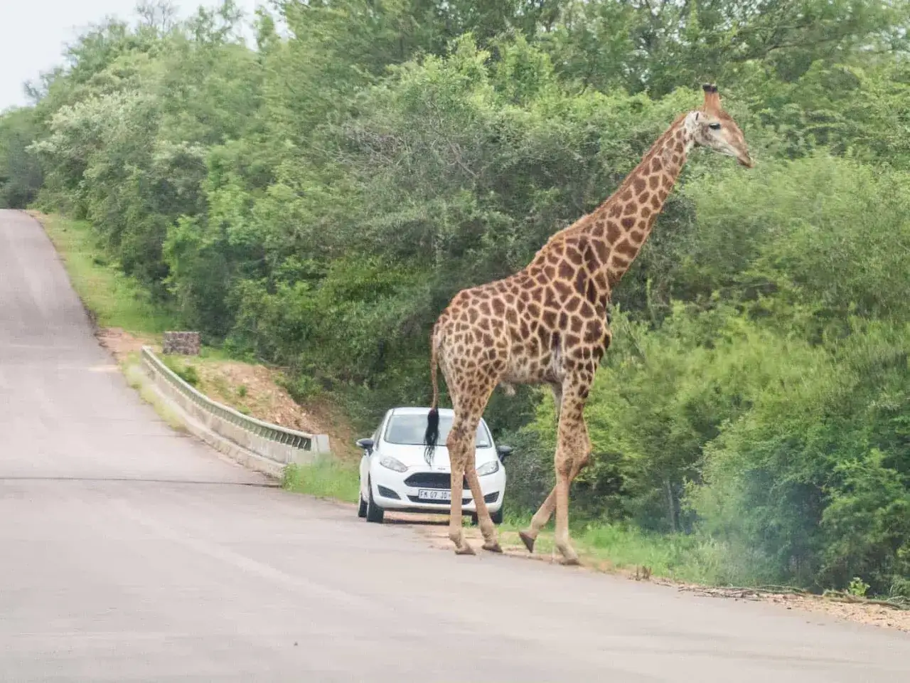 Żyrafa blokuje drogę w Parku Krugera. Ceny safari mogą być wysokie, ale widoki są bezcenne.