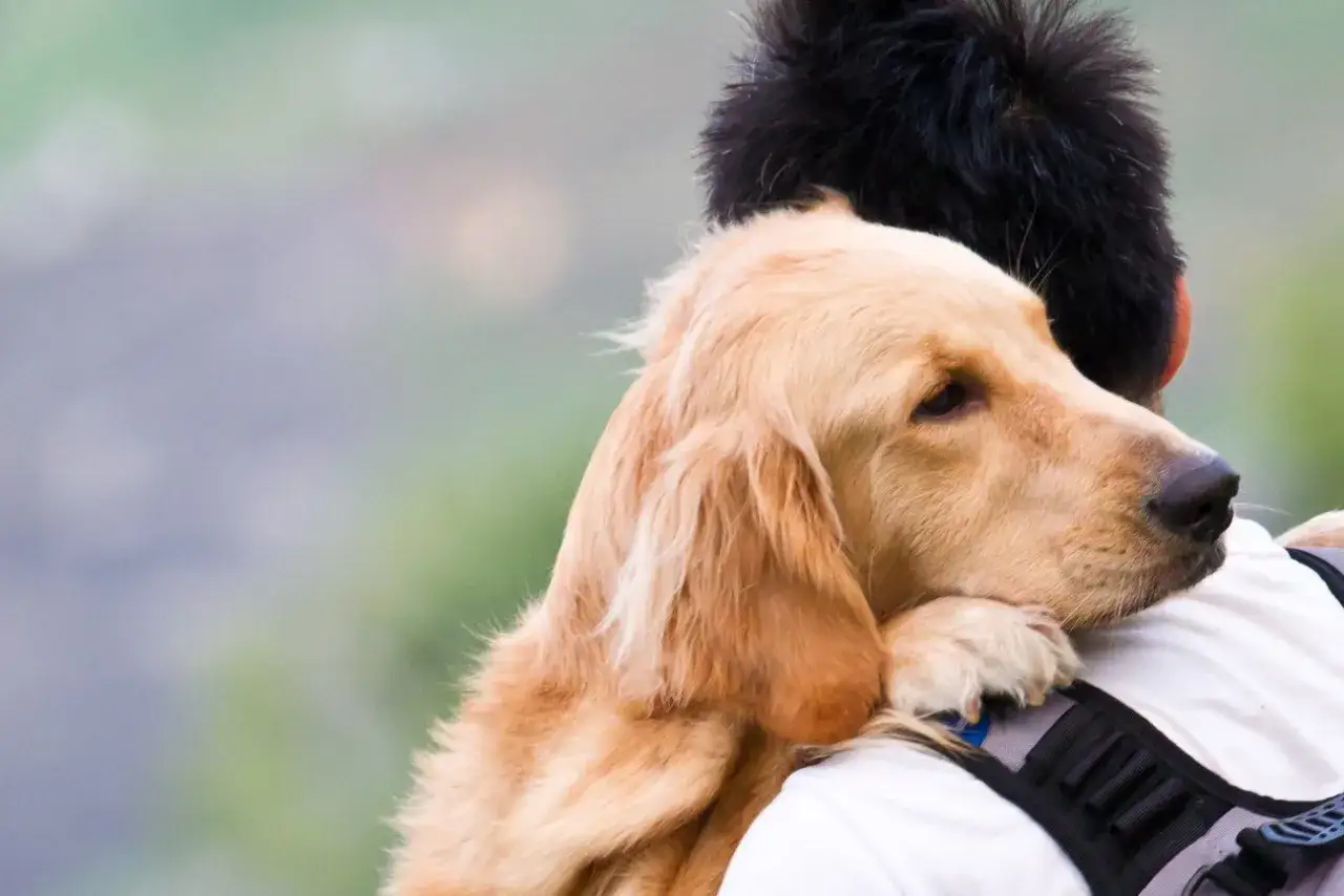Złoty retriever wtulony w ramię człowieka, mój pies zachowuje się jakby coś widział, wpatrując się w dal.
