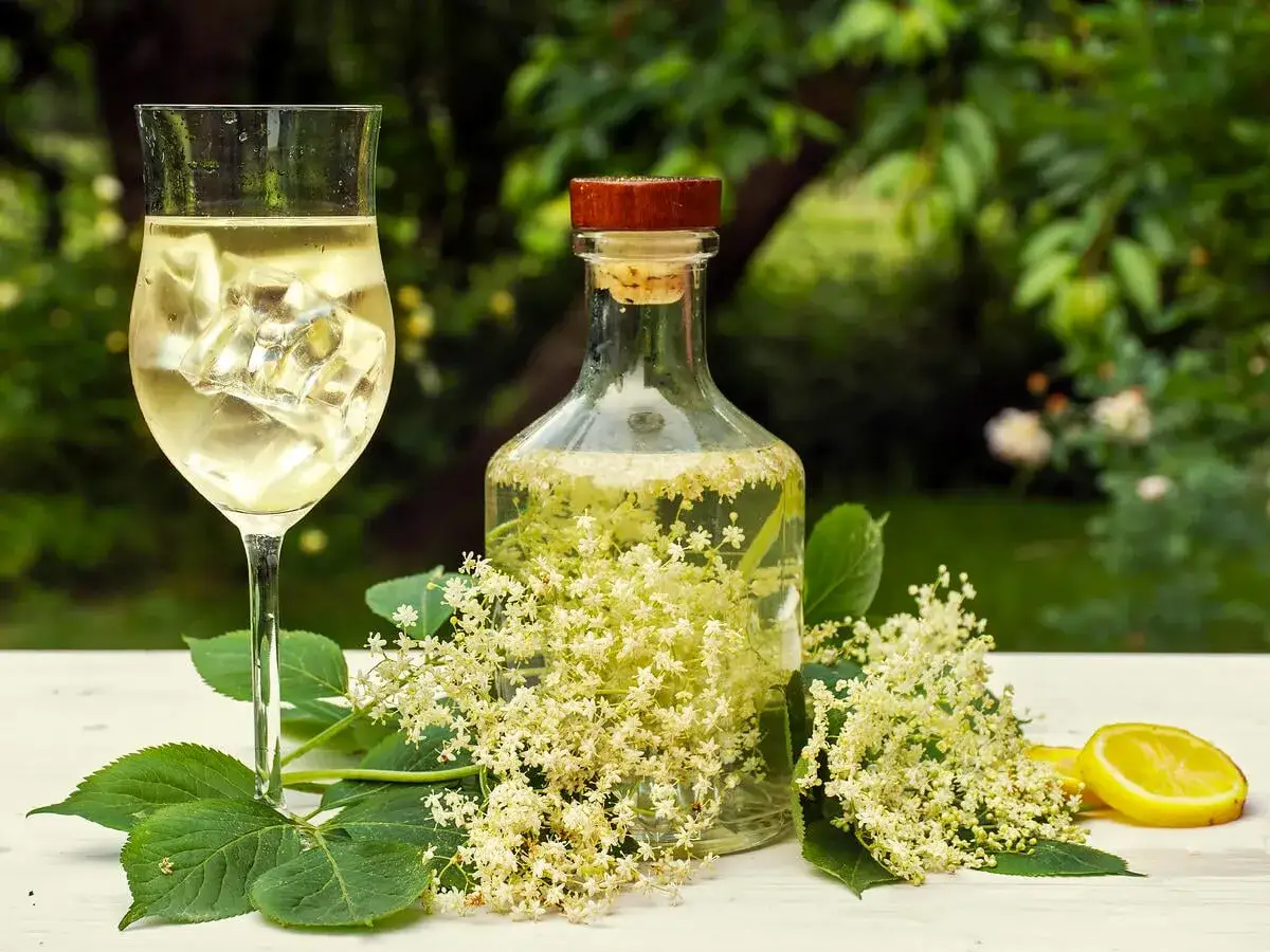 Ein Glas Holunderblüten-Limonade mit Eis, daneben eine Flasche selbstgemachten Holunderblütensirup, frische Blüten und Zitronenscheiben.