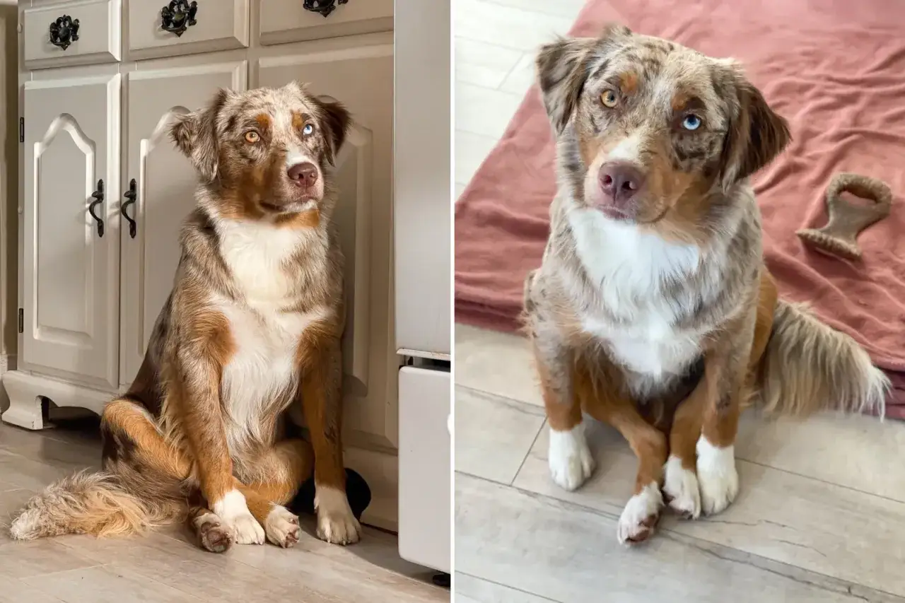Perro australiano con ojos heterocrom&aacute;ticos sentado de diferentes formas. Observa las curiosas formas de sentarse de un perro.