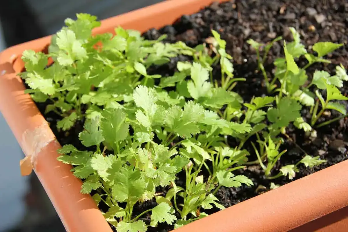 Jeunes pousses de persil dans une jardinière en terre cuite. Idéal pour savoir quand semer du persil en jardinière et profiter de ses feuilles fraîches.