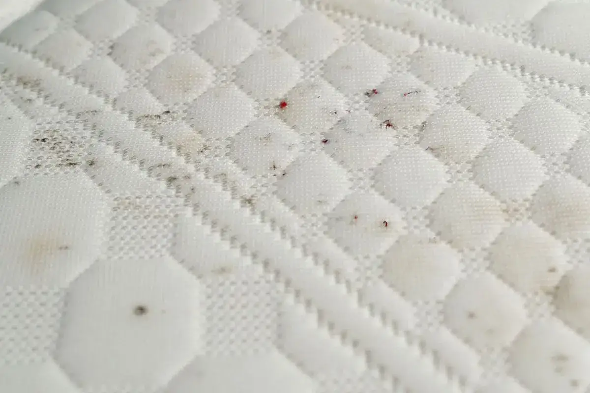 Close-up of a white quilted mattress showing dark stains and small red spots, suggesting the presence of bed bugs.