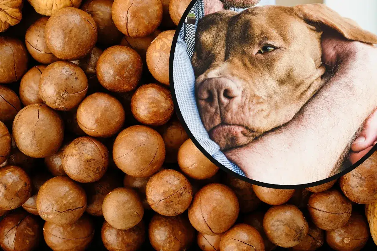 Czy pies może jeść orzechy? Na zdjęciu widać psa wtulonego w rękę, a w tle mnóstwo orzechów makadamia.