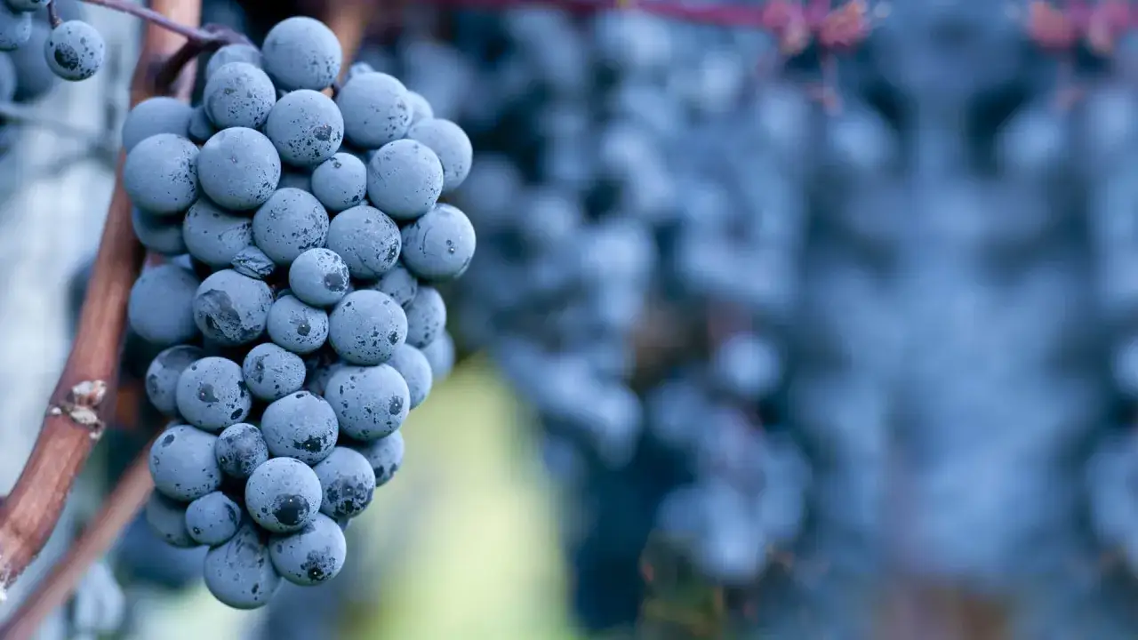 Reife Corvina-Trauben hängen an einem Rebstock. Die dunklen Beeren sind mit einem leichten Grauschleier überzogen.