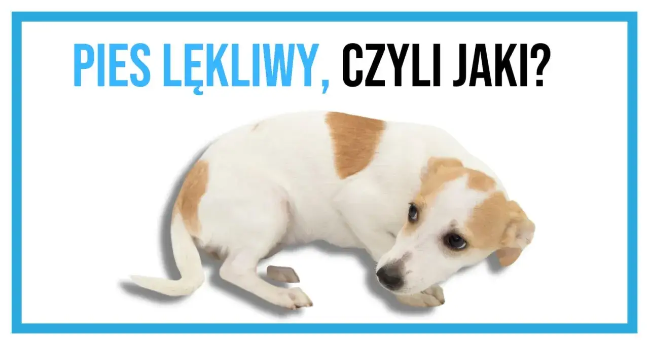 Lękliwy pies, skulony i przestraszony, zastanawia się, dlaczego boi się wszystkiego.
