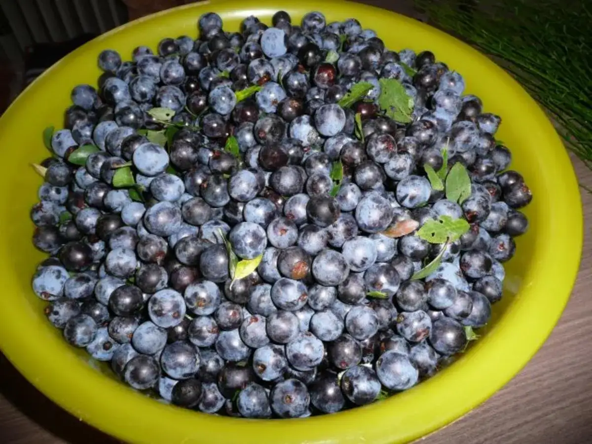 Ein gelber Korb voller frisch gepfl&uuml;ckter Schlehen, bereit f&uuml;r leckere Schlehen Rezepte.