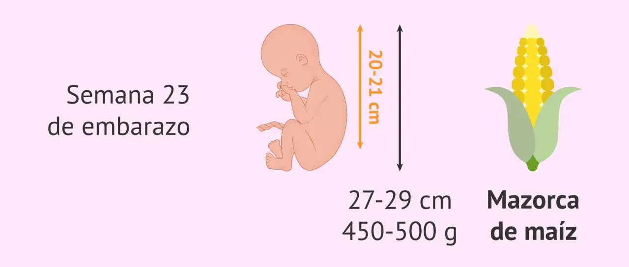 Beb&eacute; en semana 23 de embarazo, mide 20-21 cm, como una mazorca de ma&iacute;z.