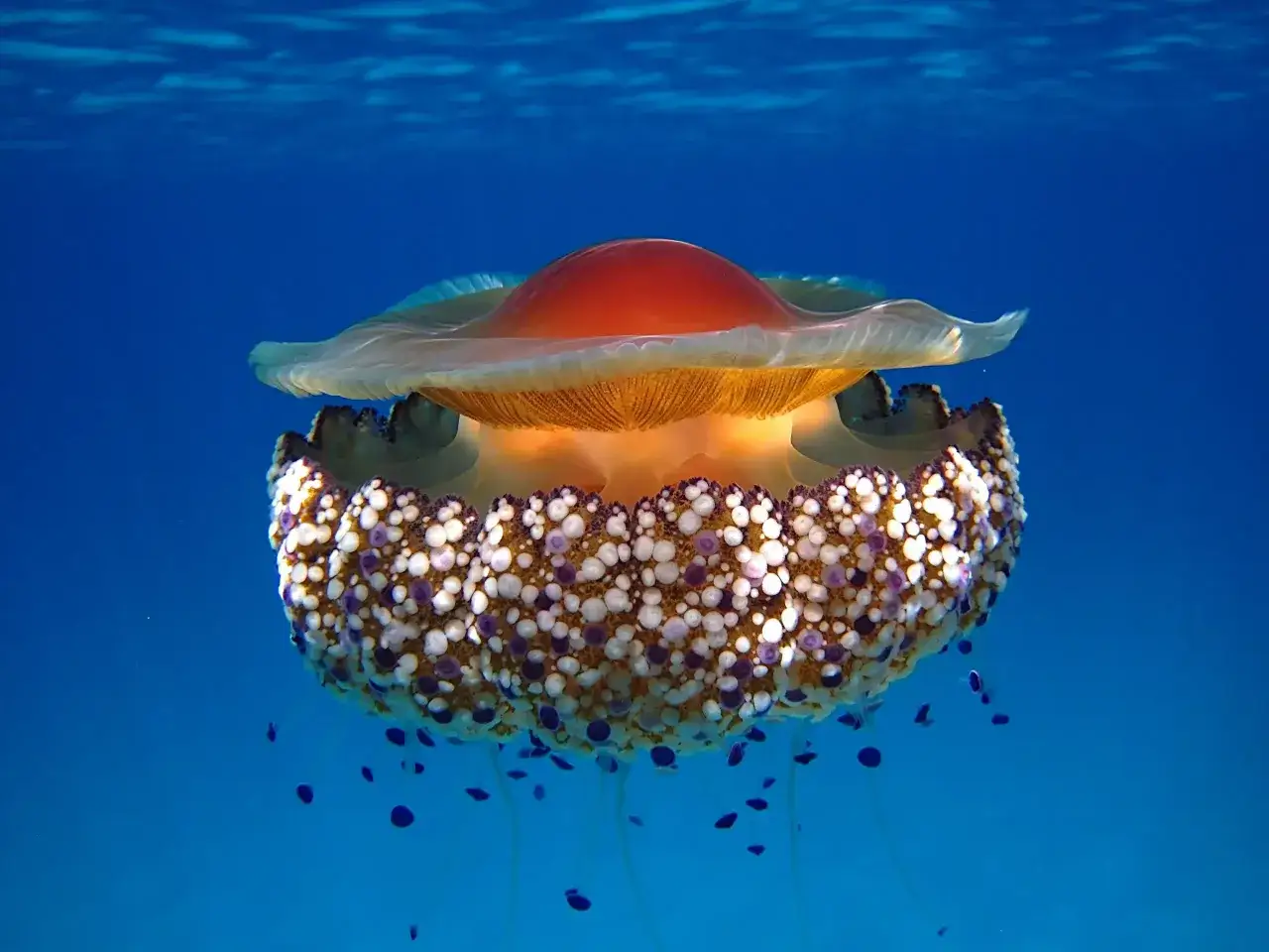 Una medusa colorata galleggia nelle acque blu del Mar Tirreno, con il suo ombrello arancione e il corpo punteggiato di bianco e viola.