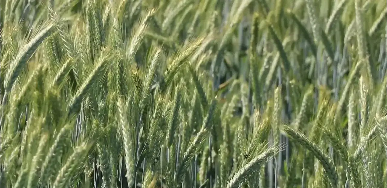 Zielone kłosy żyta kołyszą się na wietrze, tworząc falujący dywan. W tle widać delikatny zarys trineksapaku etylu.