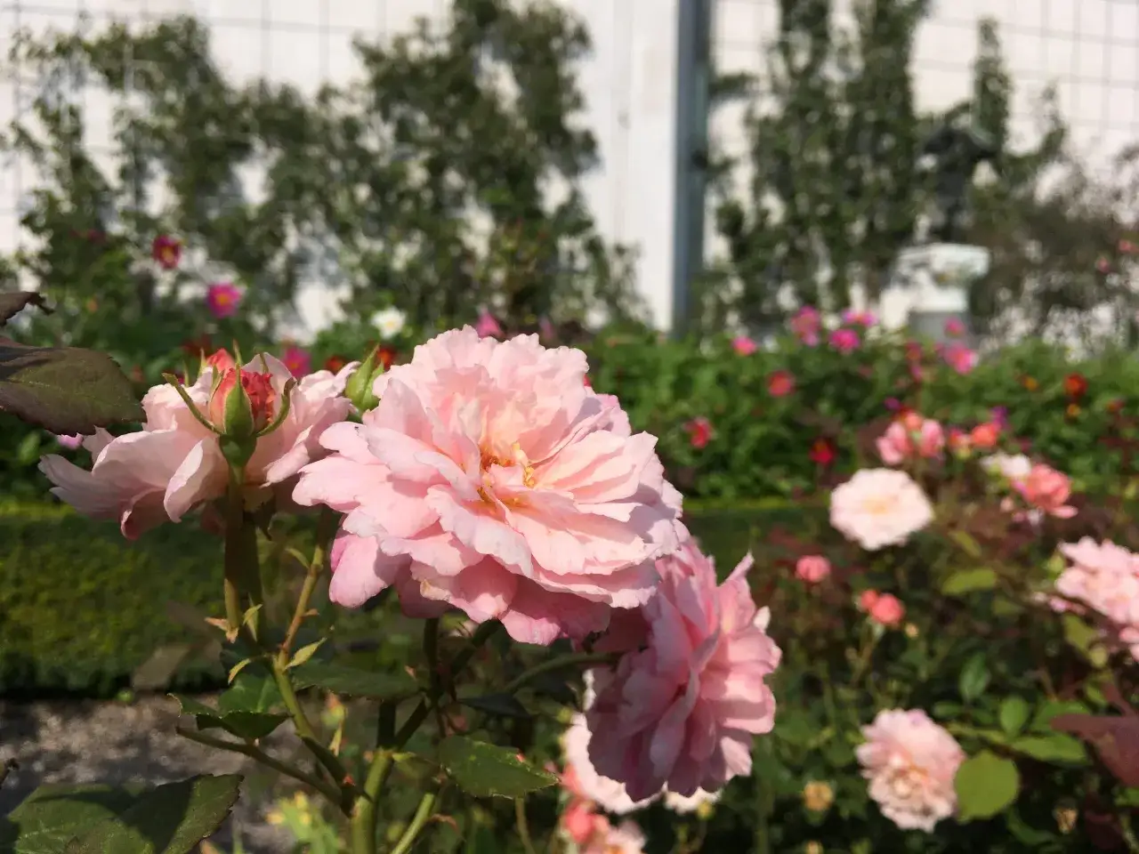 En bukett ljusrosa rosor blommar i en tr&auml;dg&aring;rd, en perfekt hyllning till rosens dag.