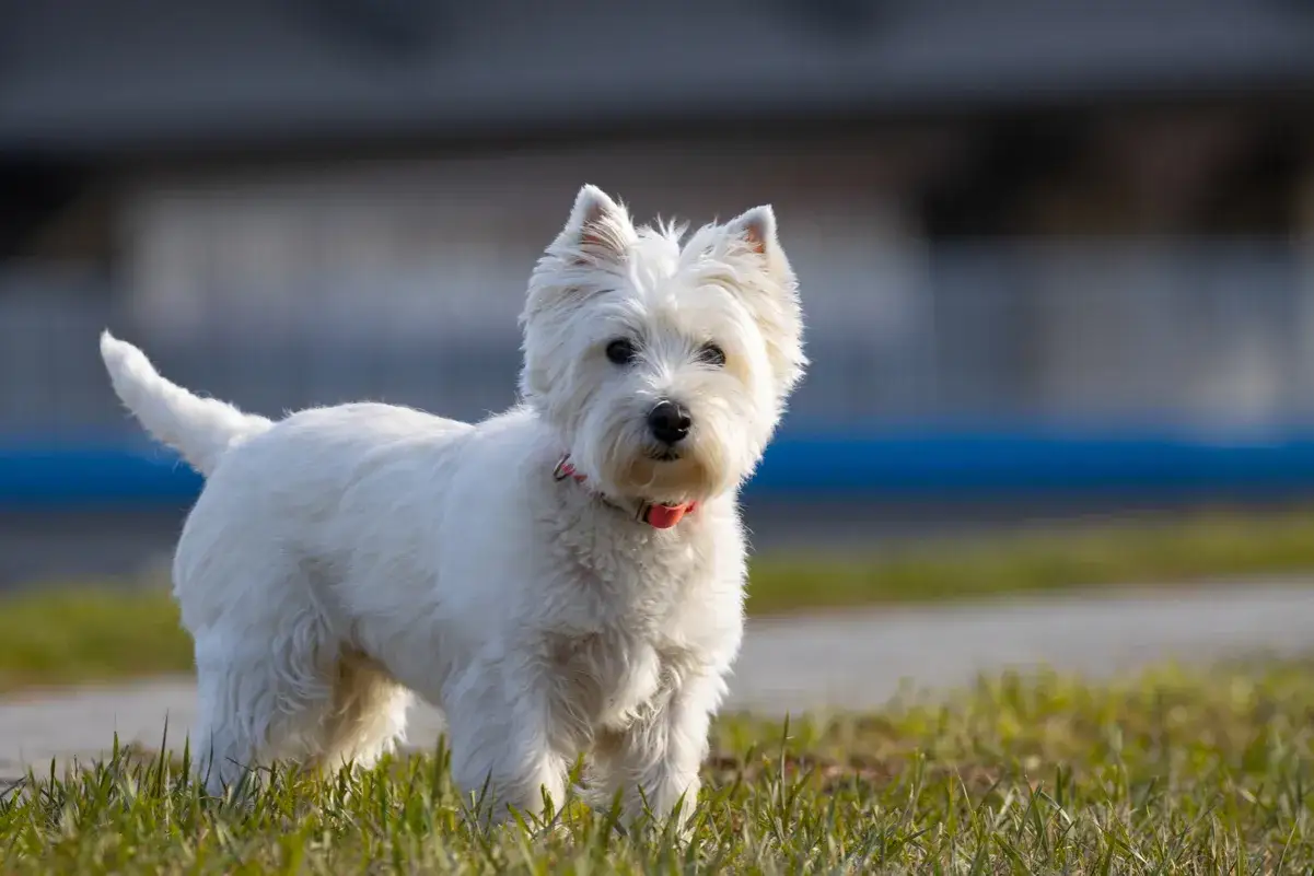 Ein wei&szlig;er West Highland White Terrier, eine beliebte Rasse unter den Terrier Rassen, steht im Gras.