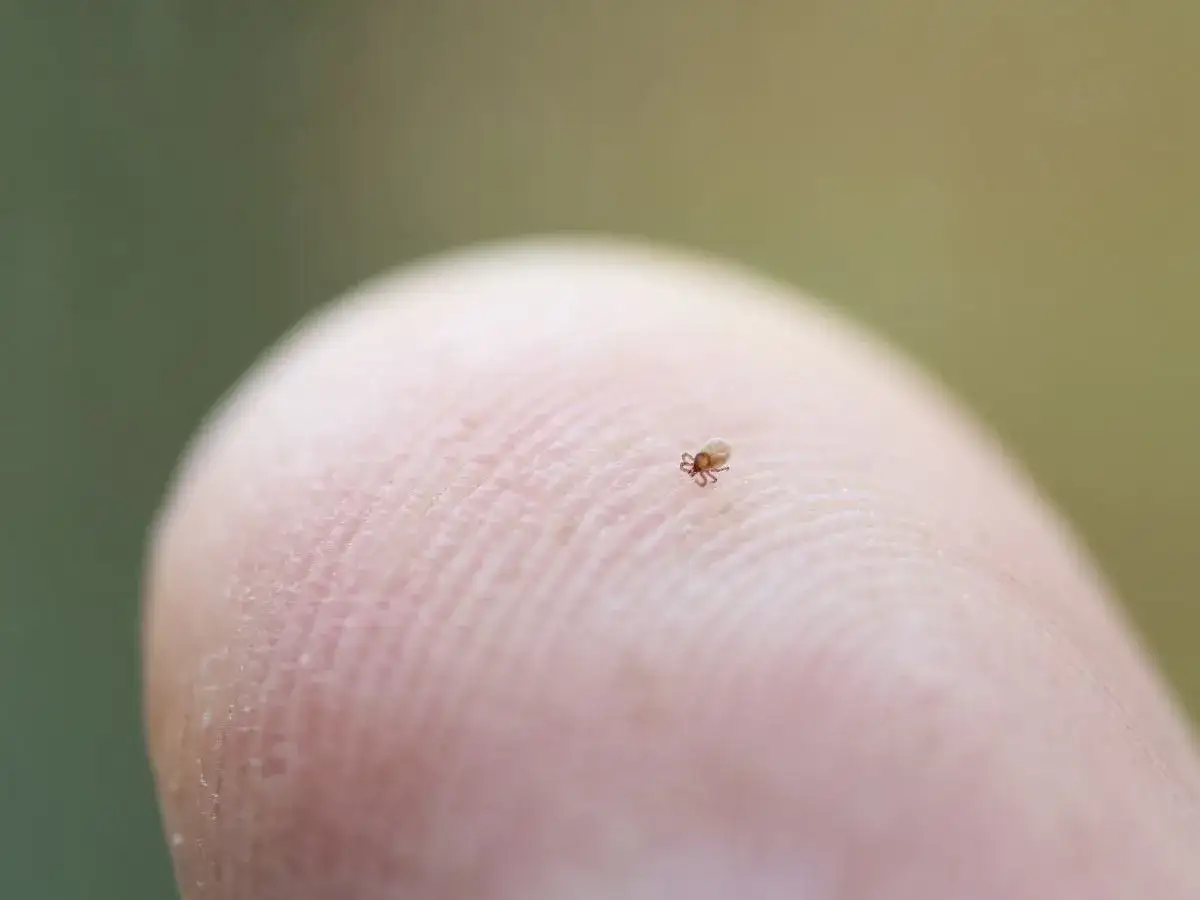 Malutka larwa kleszcza, ledwo widoczna, siedzi na linii papilarnych odcisku palca.