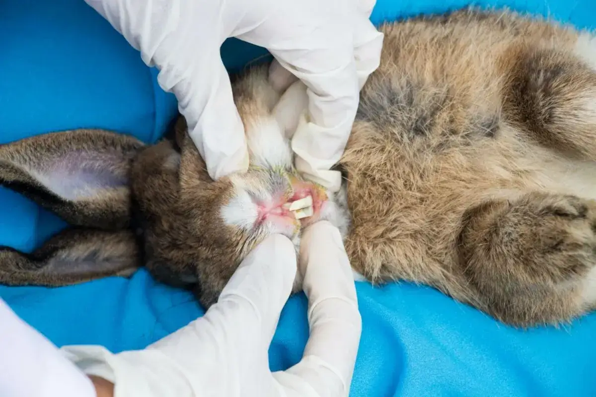 Tierarzt untersucht Kaninchen mit Kieferabszess. Die Heilungschancen hängen von der Schwere ab.