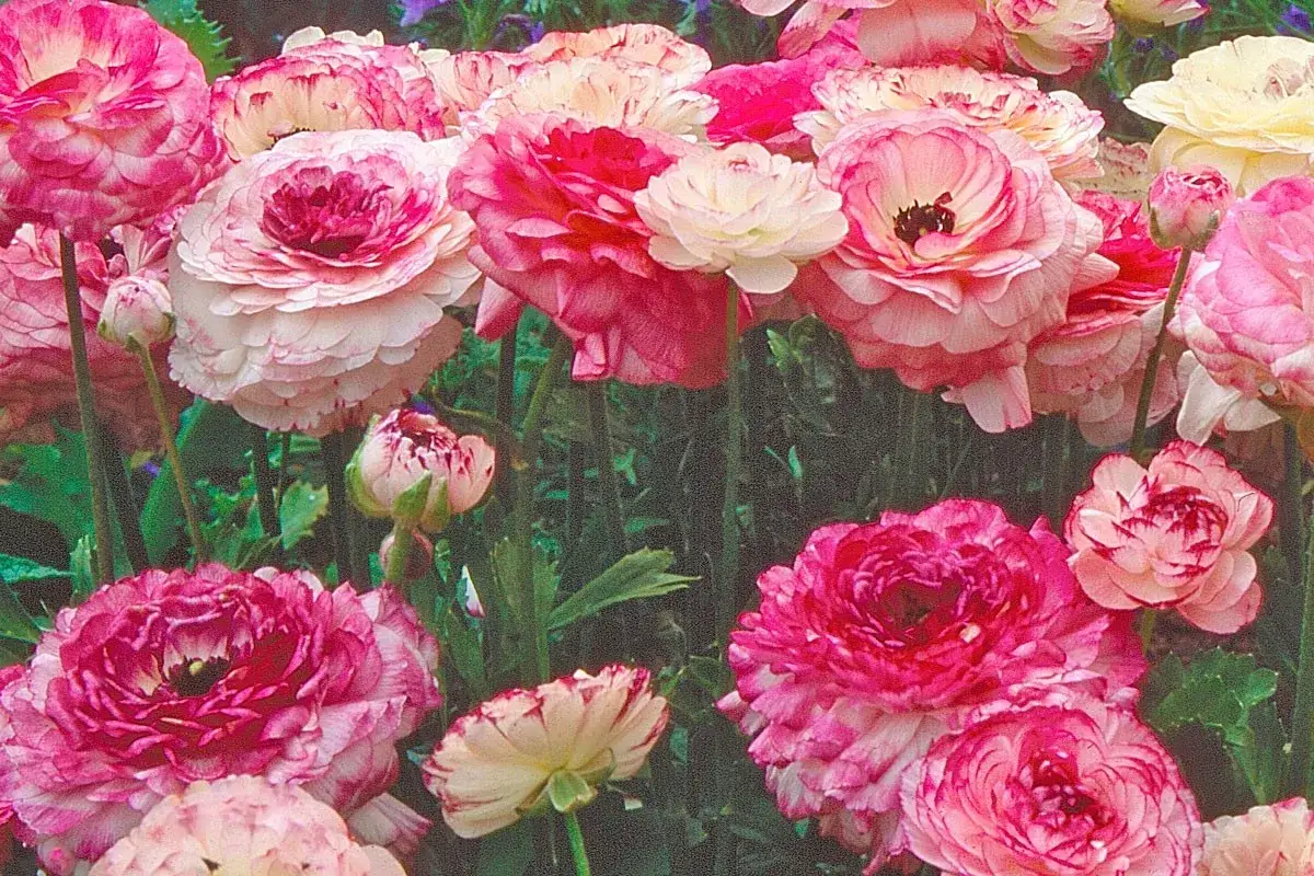Un bouquet de renoncules en fleurs, aux p&eacute;tales roses et blancs, &eacute;voque un doux r&ecirc;ve printanier.