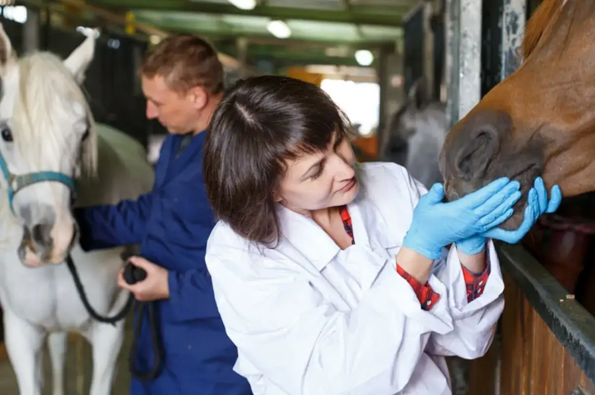 Une vétérinaire en formation examine un cheval dans une écurie. Un autre professionnel tient un cheval blanc.