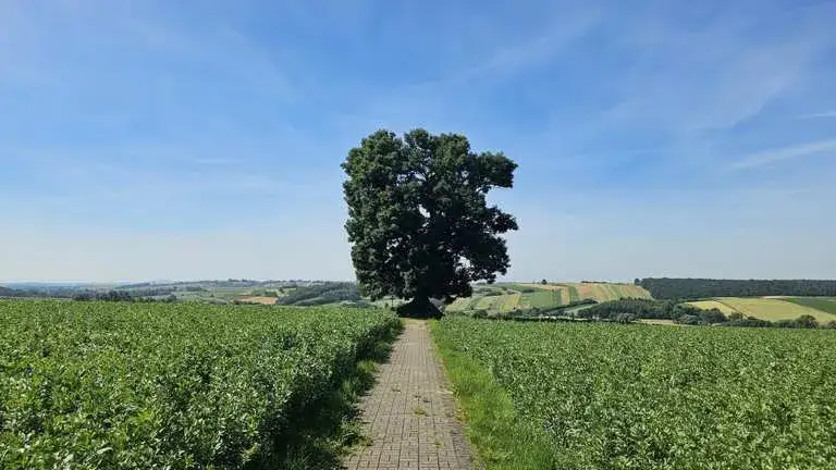 Zdjęcie Miechów atrakcje: odkryj ukryte skarby i nieznane miejsca